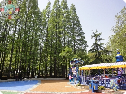 высокие деревья 水杉