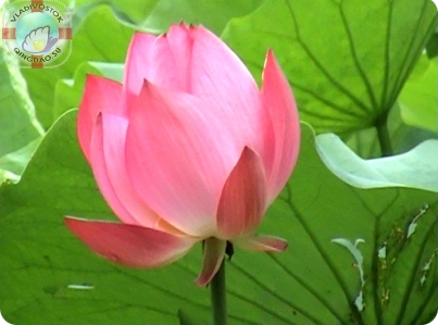 фото цветов лотоса  蓮花