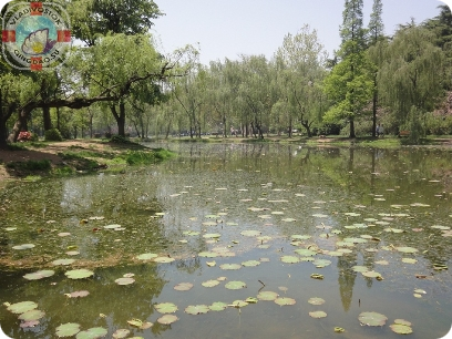 зеленое озеро 湖