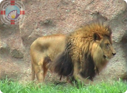  лев с гривой 狮子