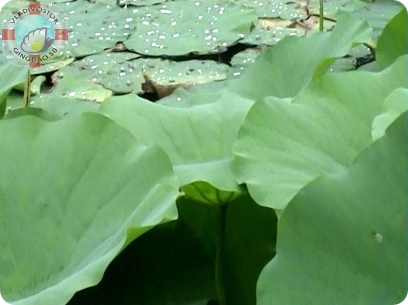 флистья бледно зеленые  蓮花