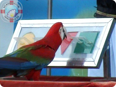 попугай зелено красный 鹦鹉