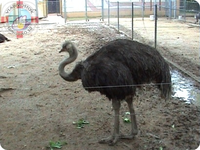 африканский страус ダチョウ