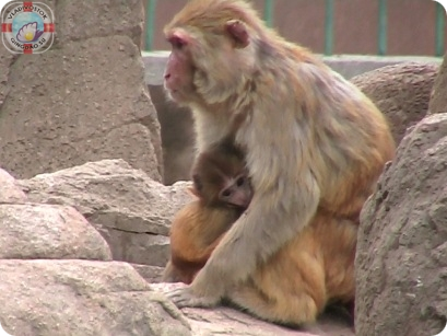 виды обезьян 猴子
